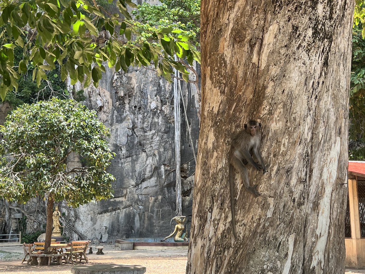 adamlee's tweet photo. Chanthaburi Monkey Business🐒 @ Wat Khao Wongkot Wararam วัดเขาวงกตวราราม https://t.co/Nu6hePyHux