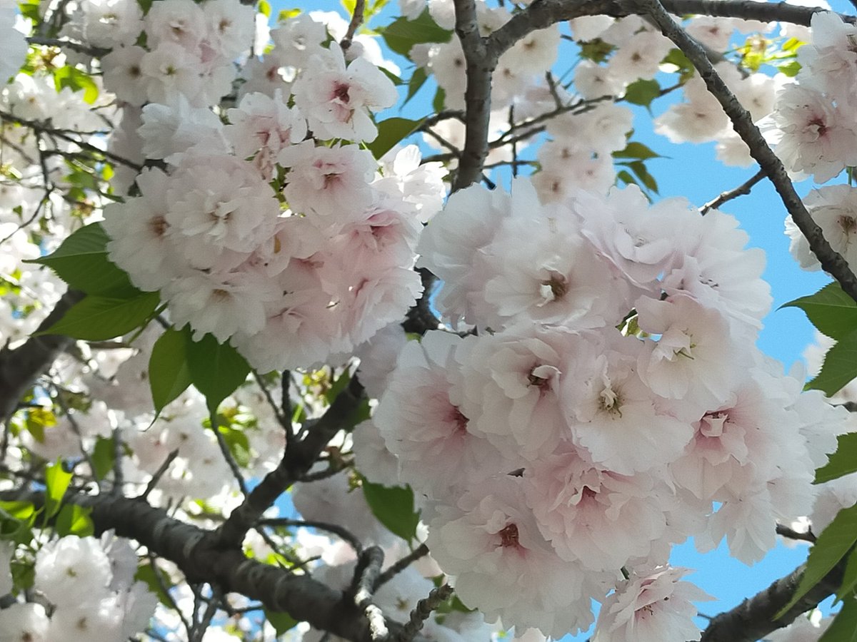 ごーるどちっぷ tweet media