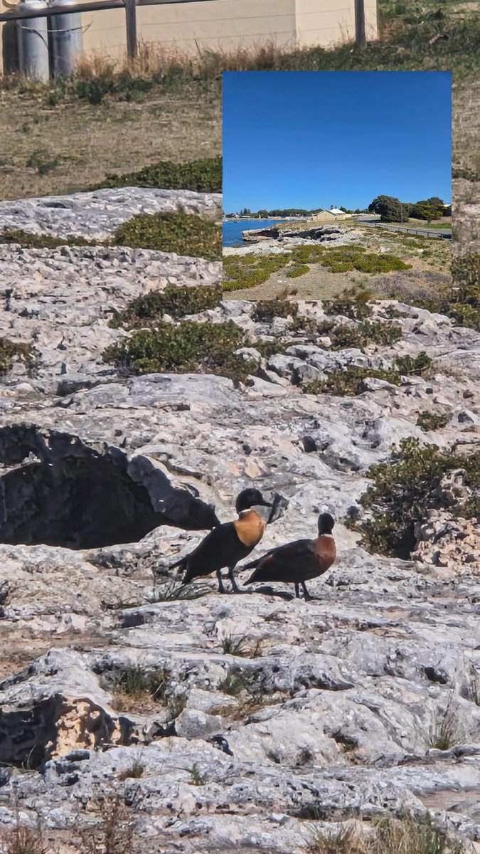 All this scenery and I only want pics of the cute duckies