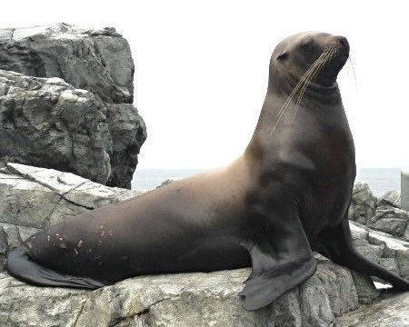 ビートきよしマネージャー💙スター☆場🇯🇵 tweet media