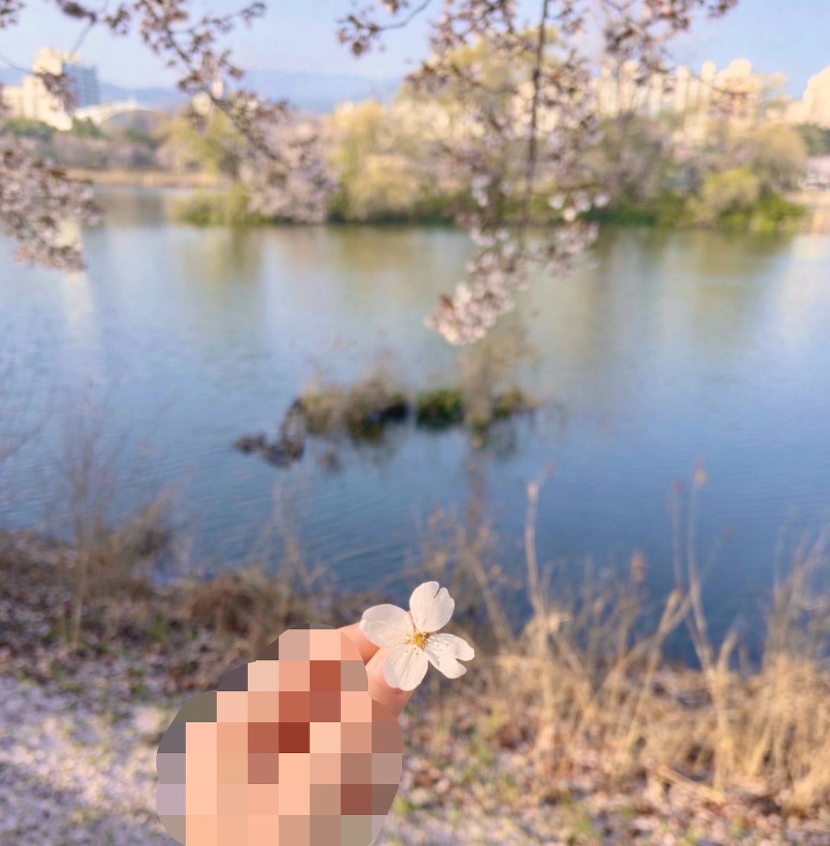 시로츠네 한야🦊❄️ tweet media