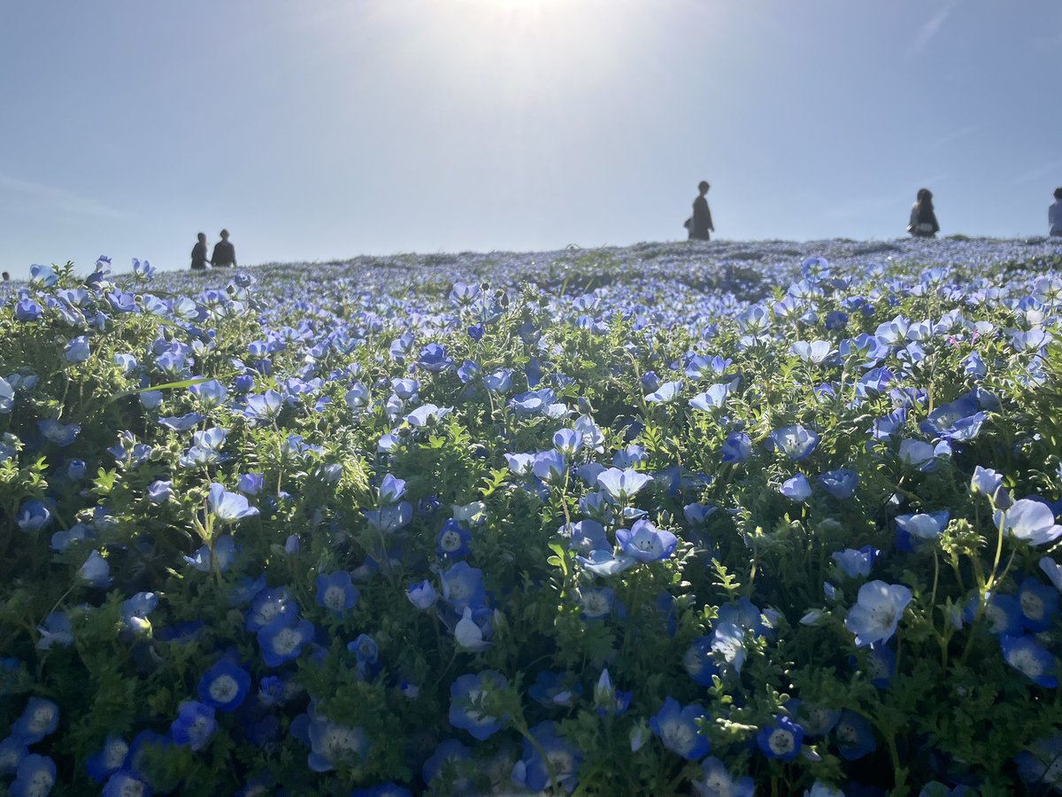 なのひと tweet media