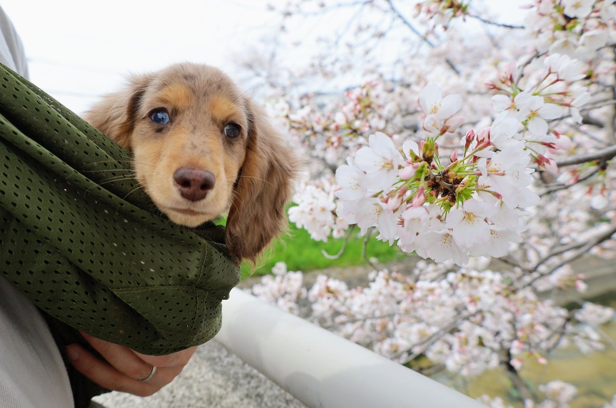 tubo Uo･ｪ･oU 🦊 tweet media