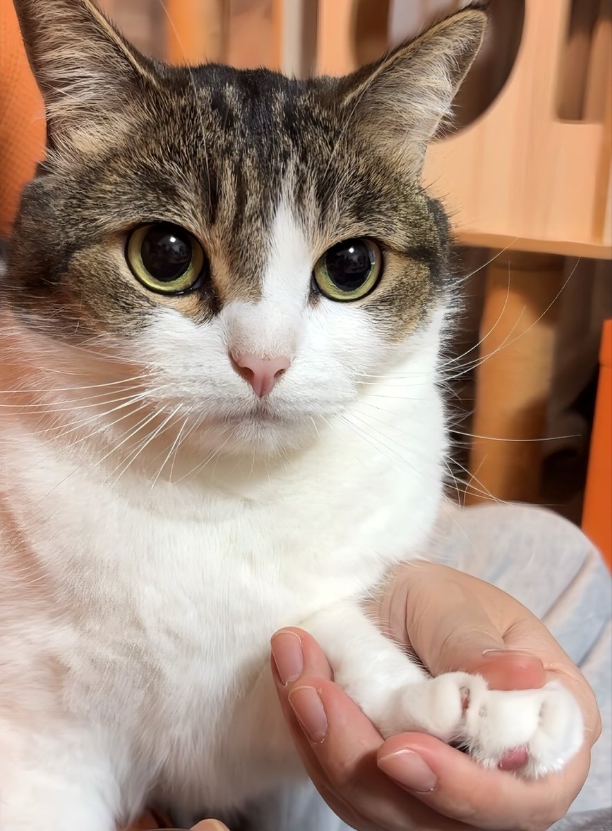 『無』の境地に到達した猫