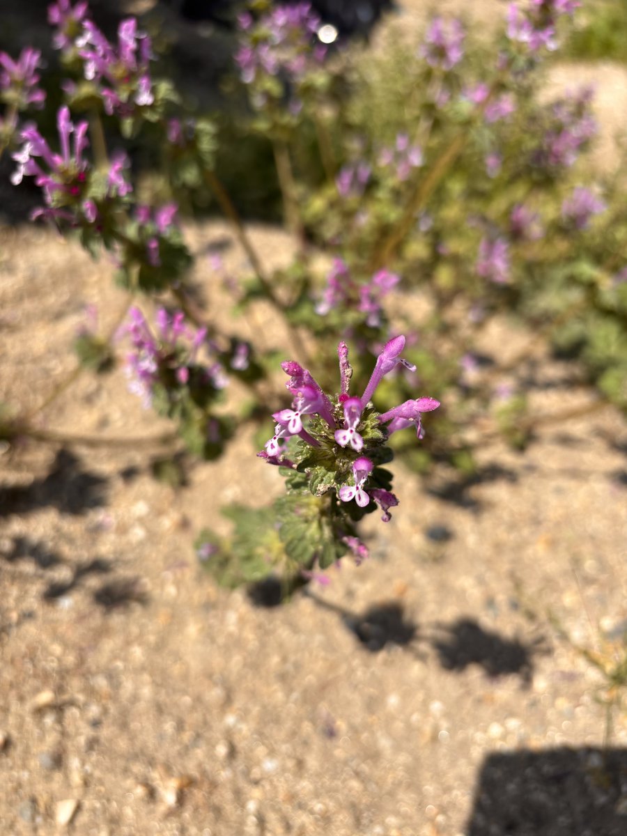 蓬莱大介 tweet media