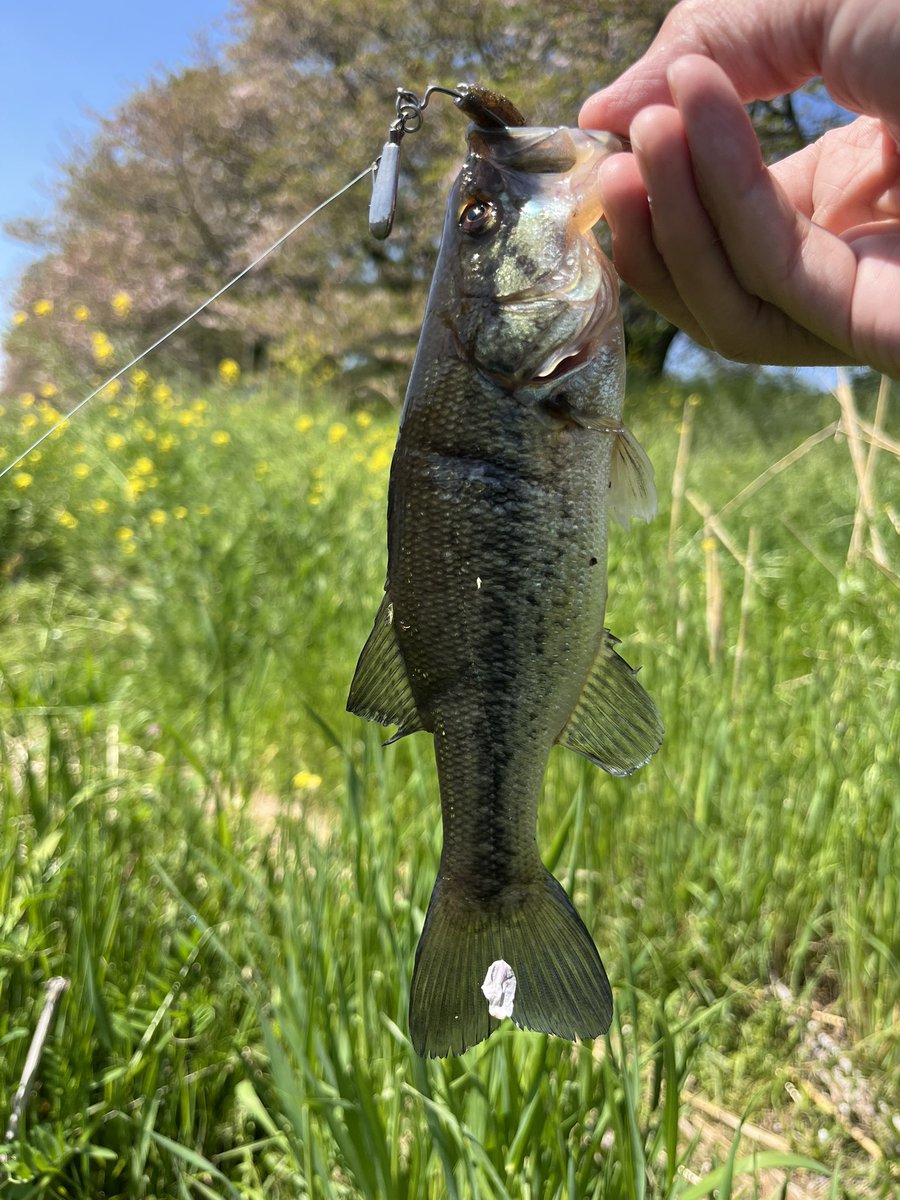 トシ 𝙣𝙨𝙖 tweet media