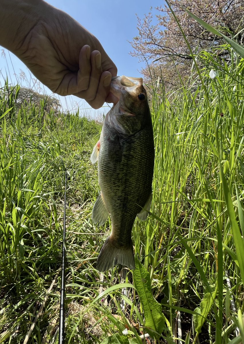 トシ 𝙣𝙨𝙖 tweet media