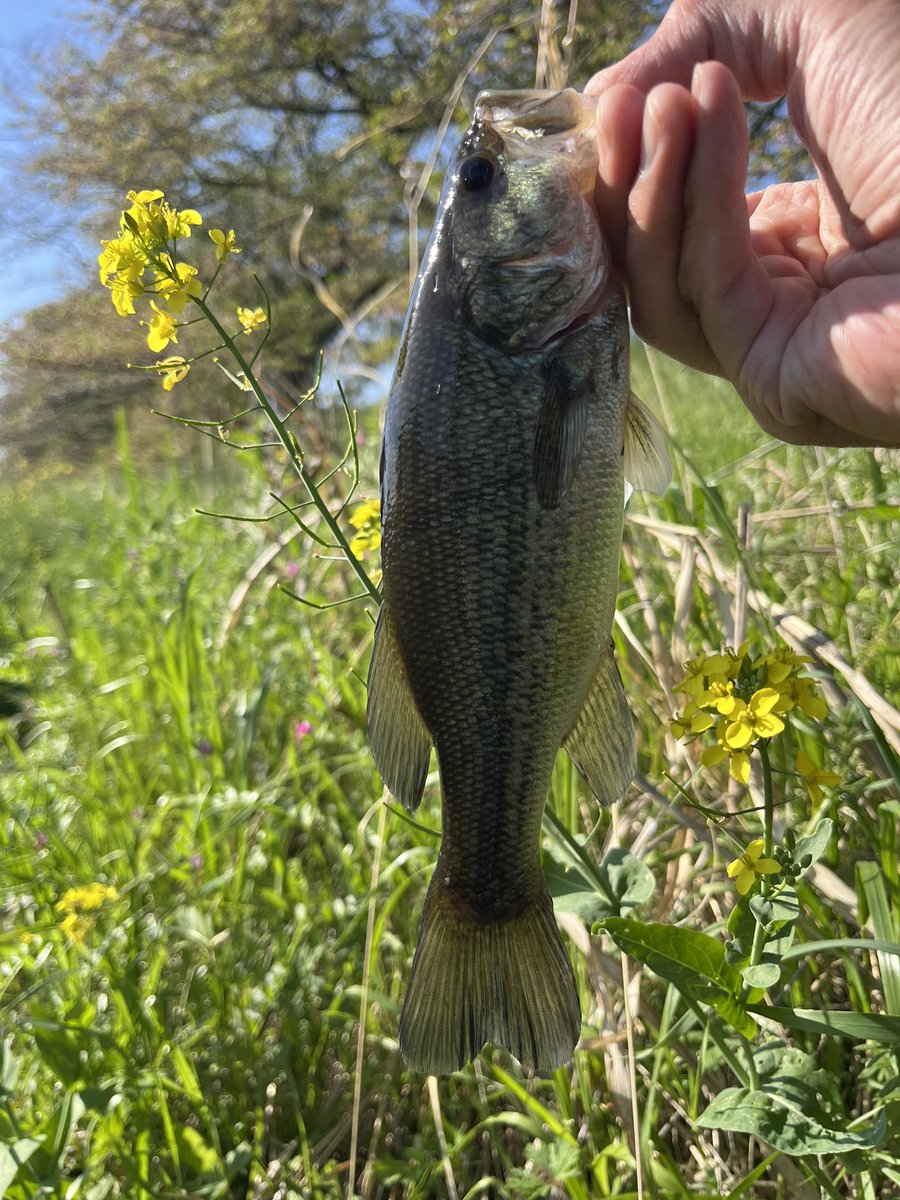 トシ 𝙣𝙨𝙖 tweet media