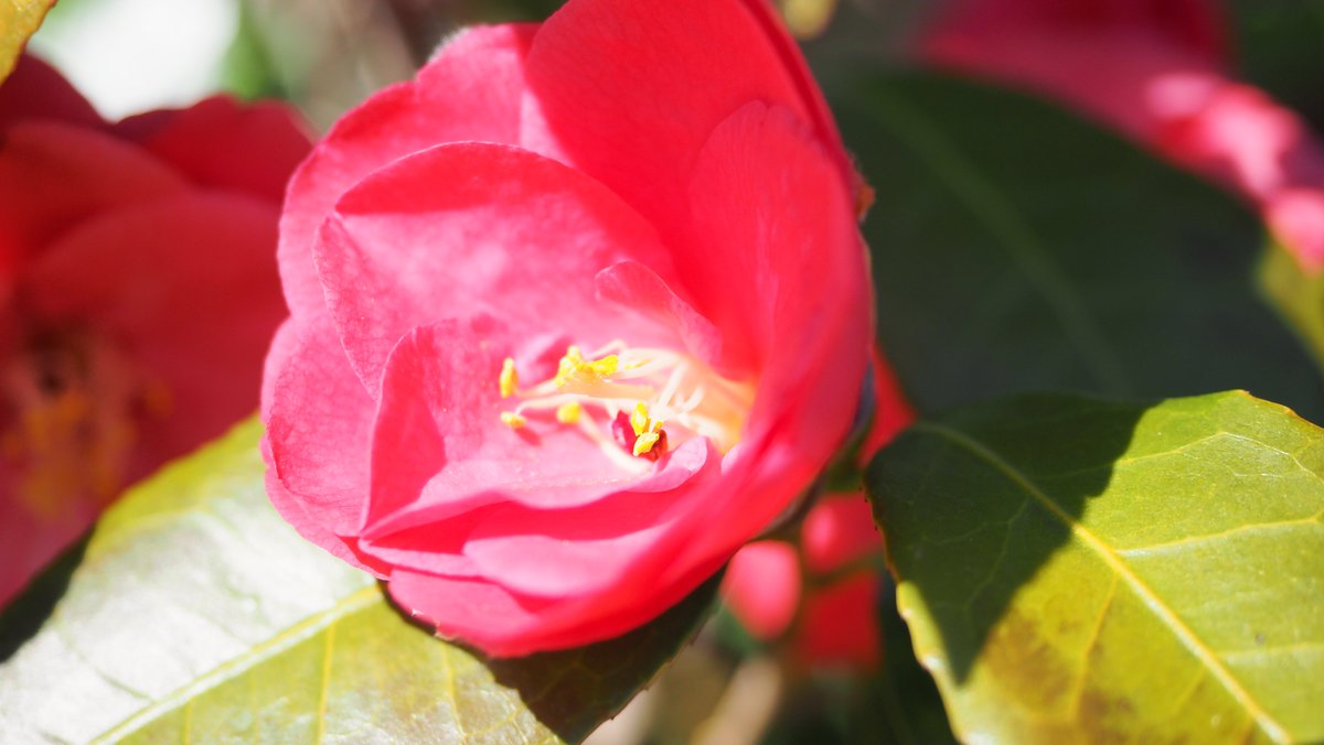 🐛まさん📷🌈 tweet media