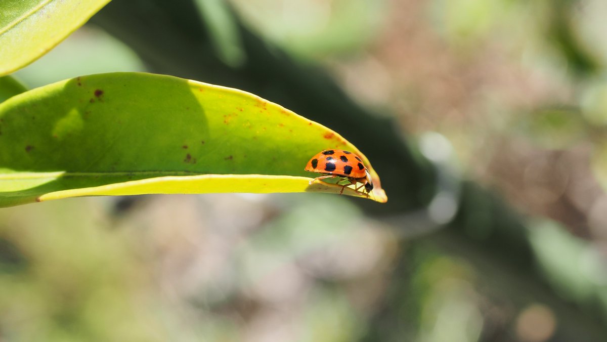 🐛まさん📷🌈 tweet media