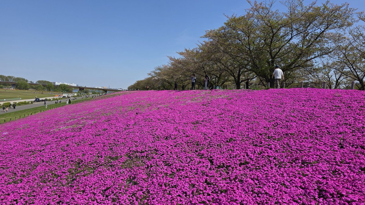 Fun Runner🐈️Rossa tweet media