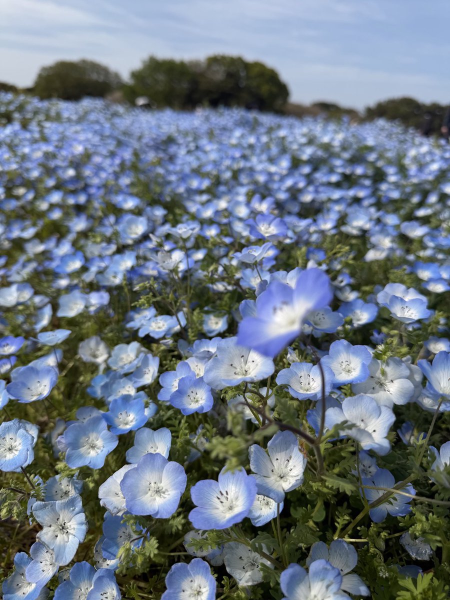 こまさん tweet media