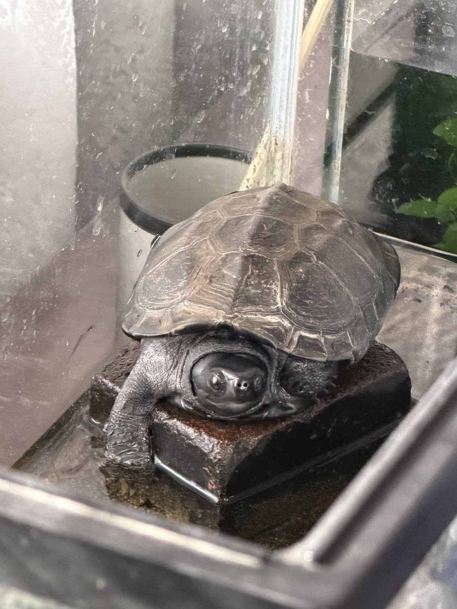 山ちゃん tweet media