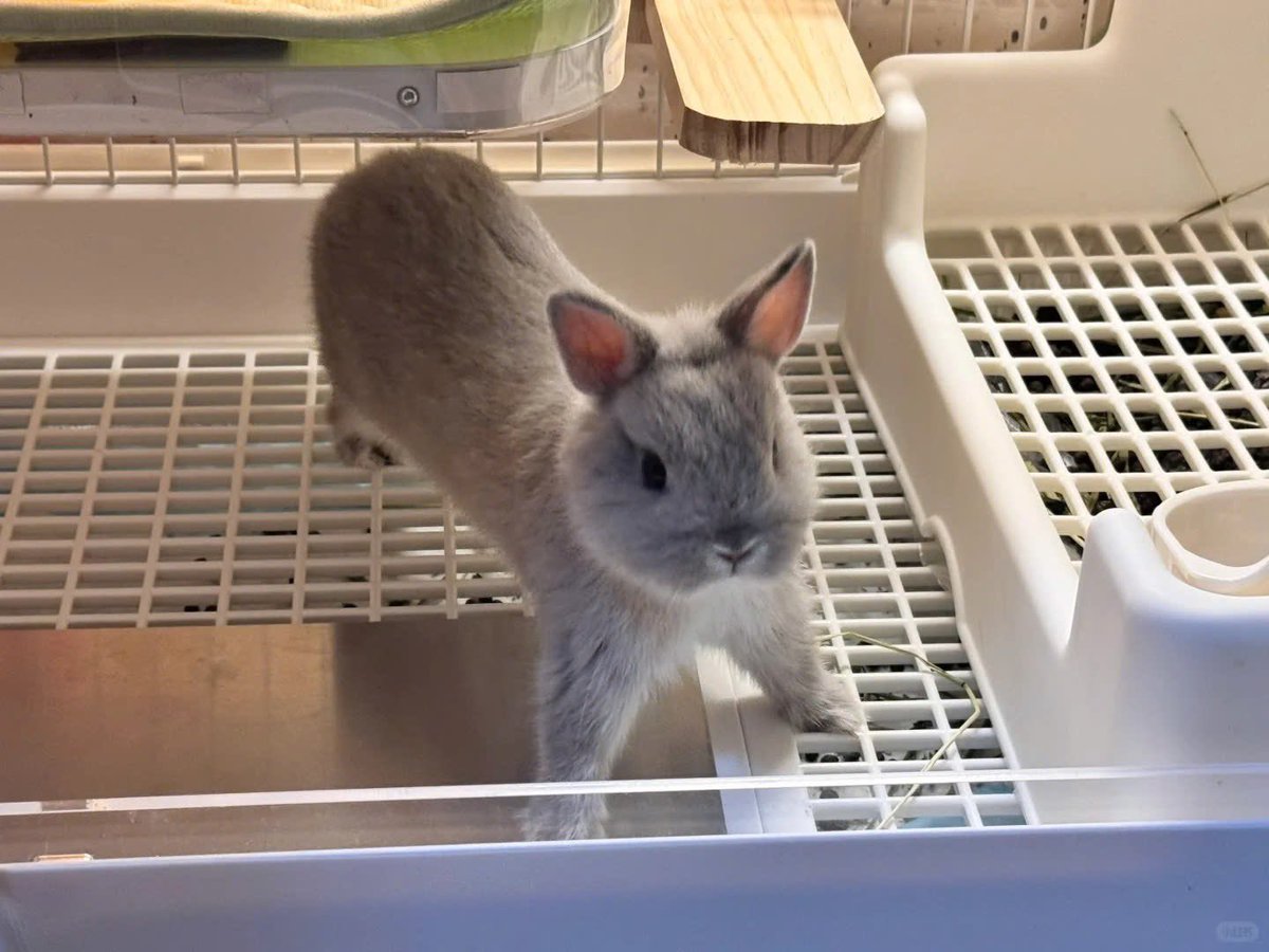 Why you should have a rabbit tweet media