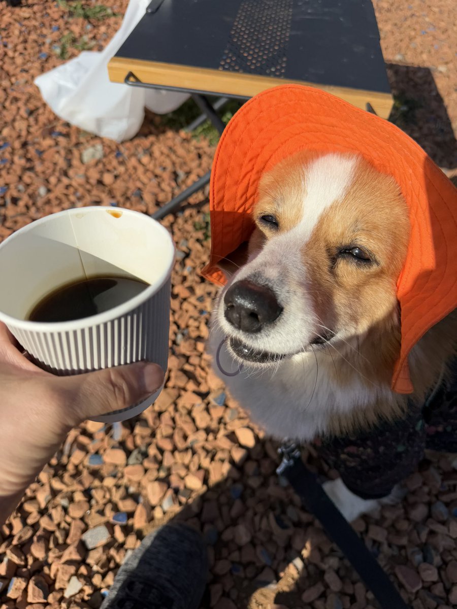 ちょびと陸遜と凛太郎と朱凛 tweet media
