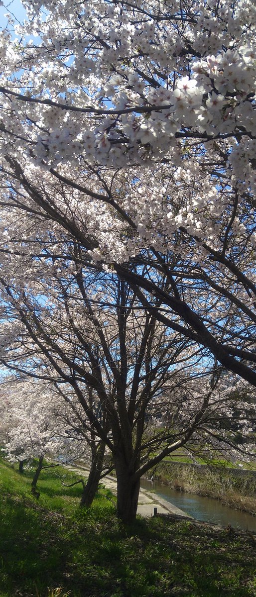 line728's tweet photo. 川沿いも満開🌸 https://t.co/tI3cuOVQCm