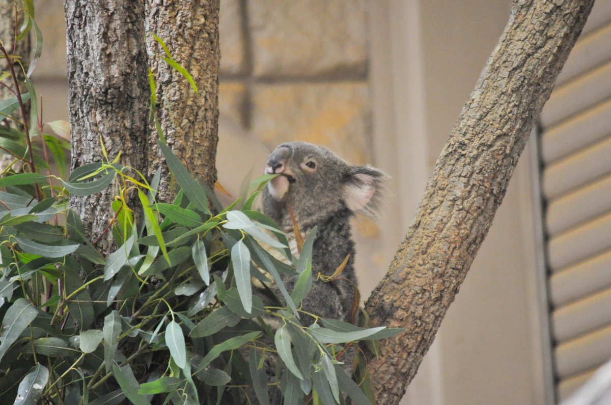 おぐらとーすと. tweet media