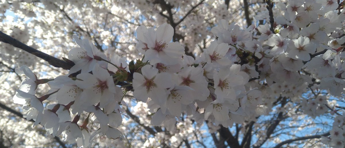 line728's tweet photo. 川沿いも満開🌸 https://t.co/tI3cuOVQCm