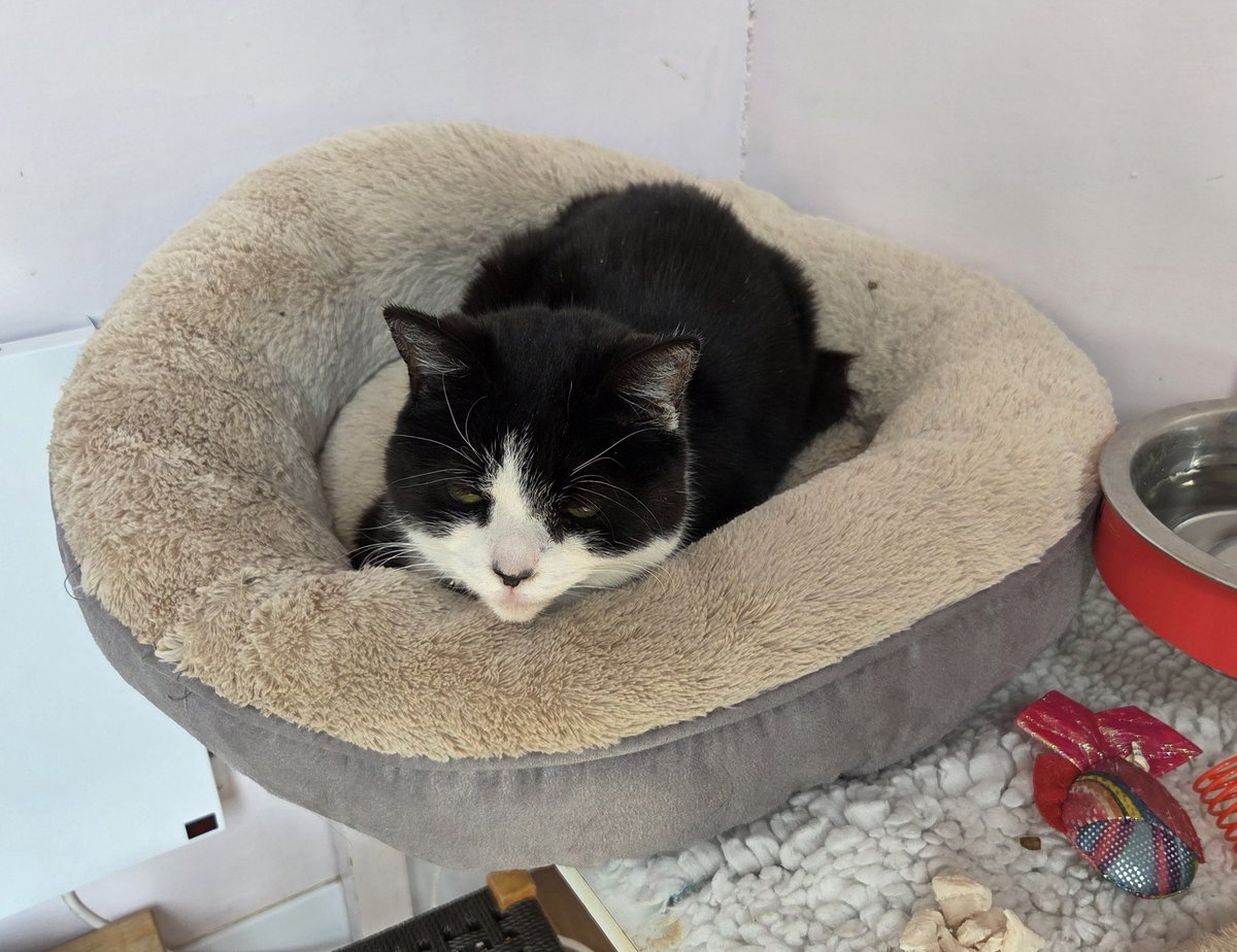 Shropshire Cat Rescue tweet media