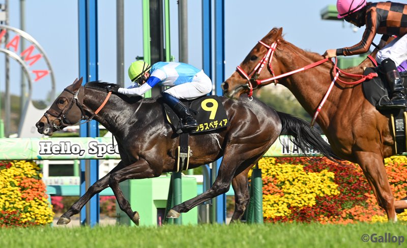 週刊Gallop（Weekly Gallop） tweet media