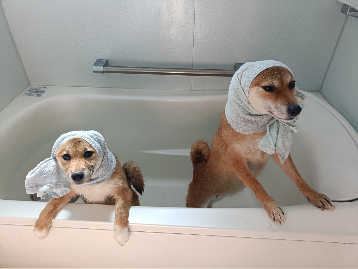 柴犬ゆず＆あず tweet media