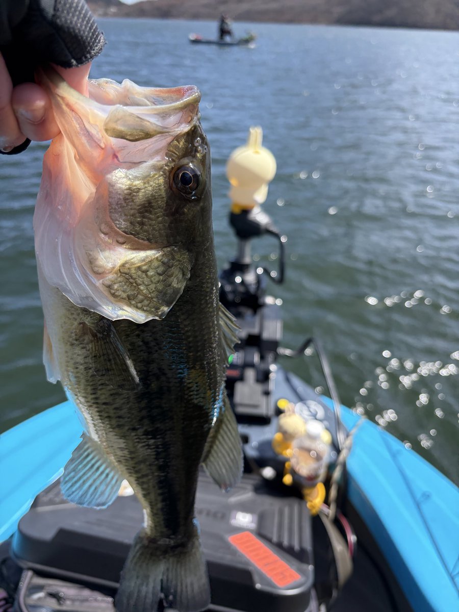 kota_ll_fishing's tweet photo. 今日は榛名湖で
35cm頭に3本

フォール中に
下から追っかけてきたから
逃してパクっ https://t.co/Ei6yApTbib