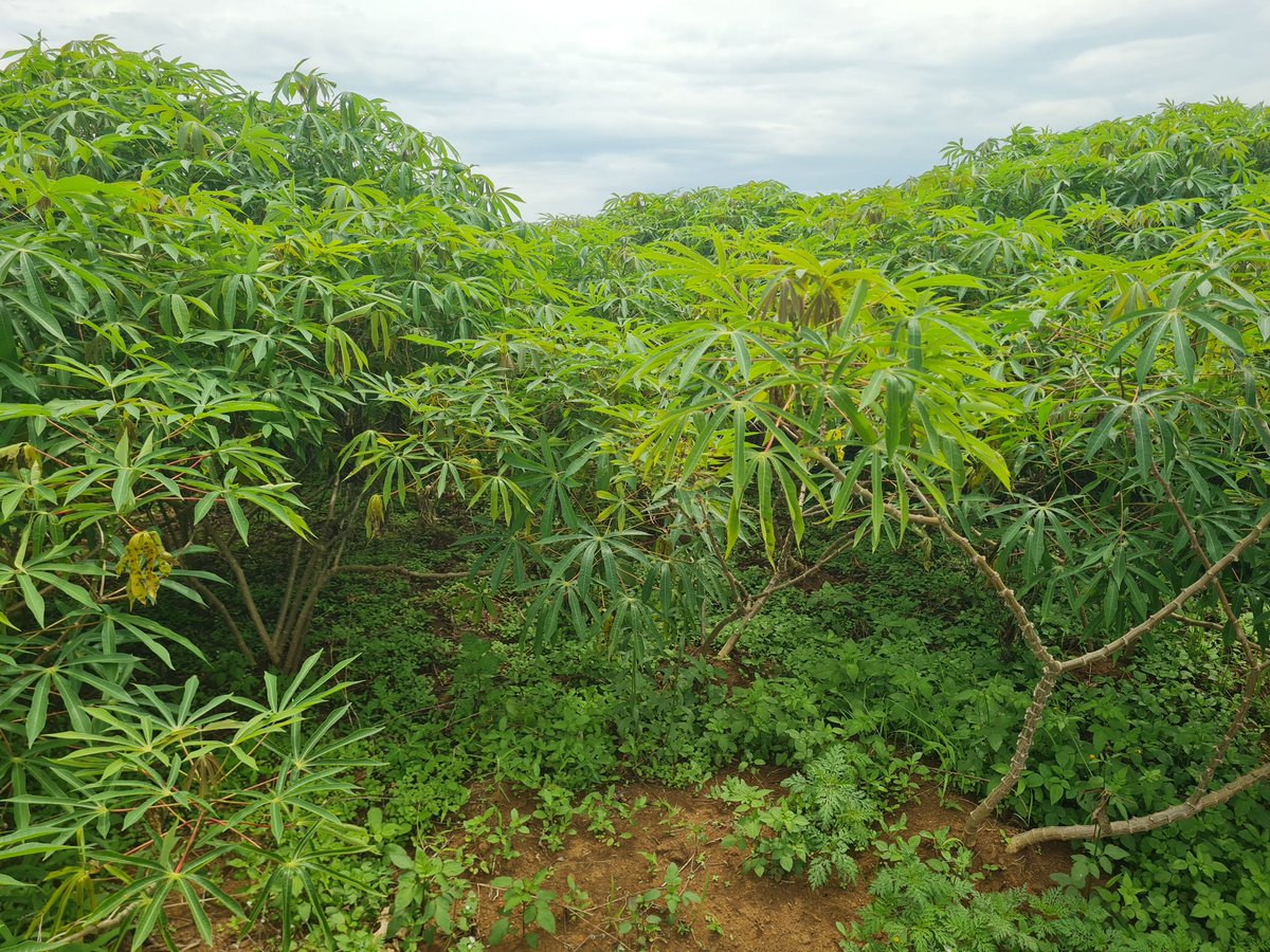 UMOJA WA HAKI ZA MADEREVA@🇹🇿🇹🇿🇹🇿🇷🇼🇷🇼🥰🙏 tweet media