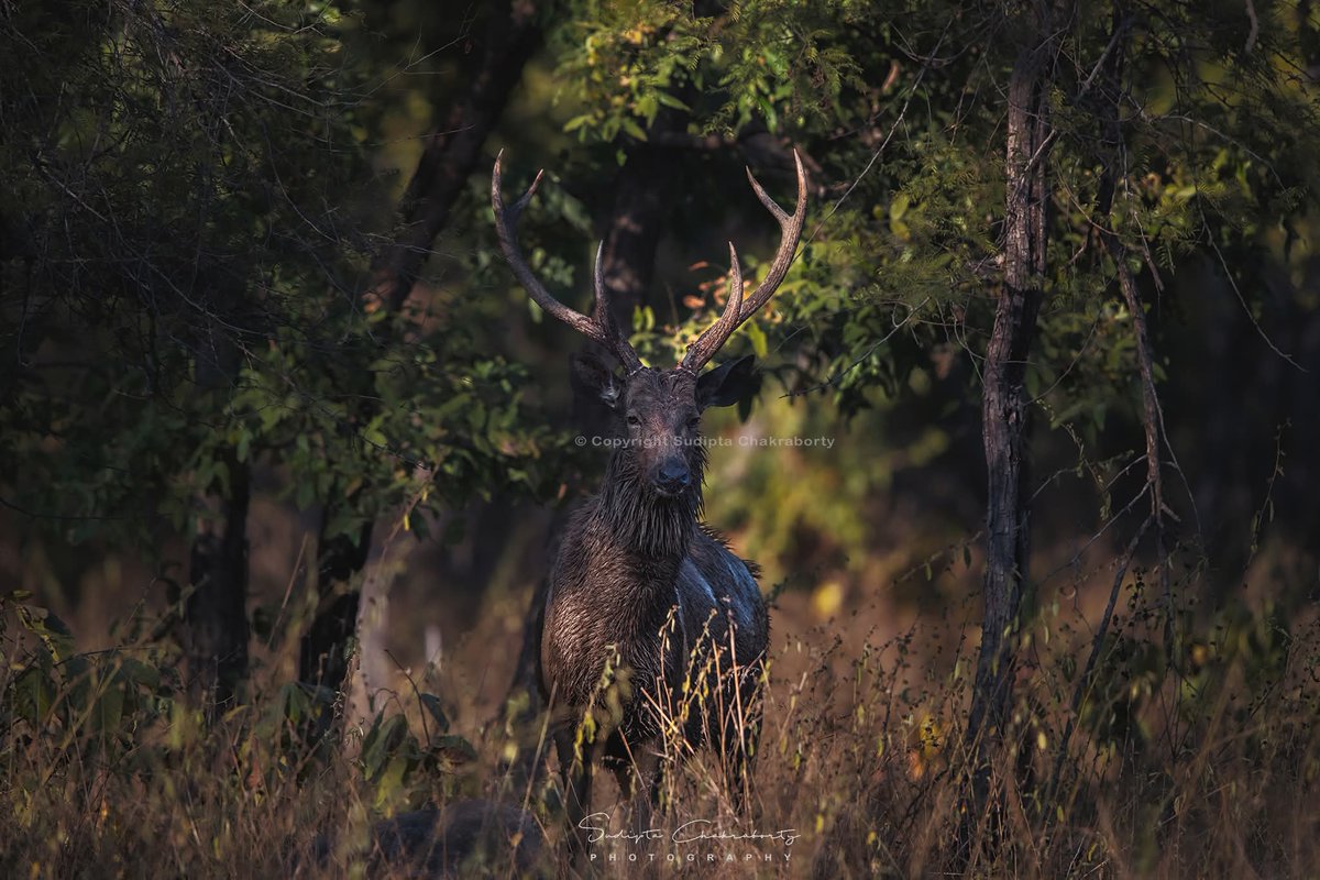 Sudipta Chakraborty Photography tweet media