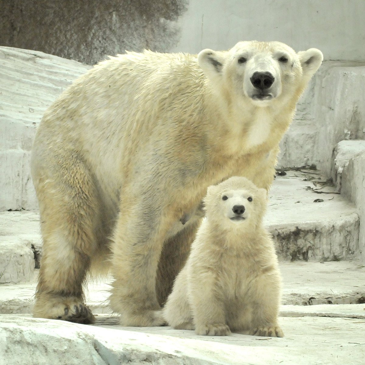 おやびん tweet media