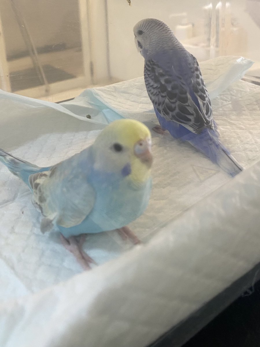 Ricky0108___'s tweet photo. お迎え報告♥
#セキセイインコ ちゃん2羽本日新しいご家族様の元へお迎えされました♩
常連さんのおうちなので安心です！
お迎えありがとうございました！
ぴーちゃんとぼーちゃんお幸せにね🍀 https://t.co/t0UTmECrgJ