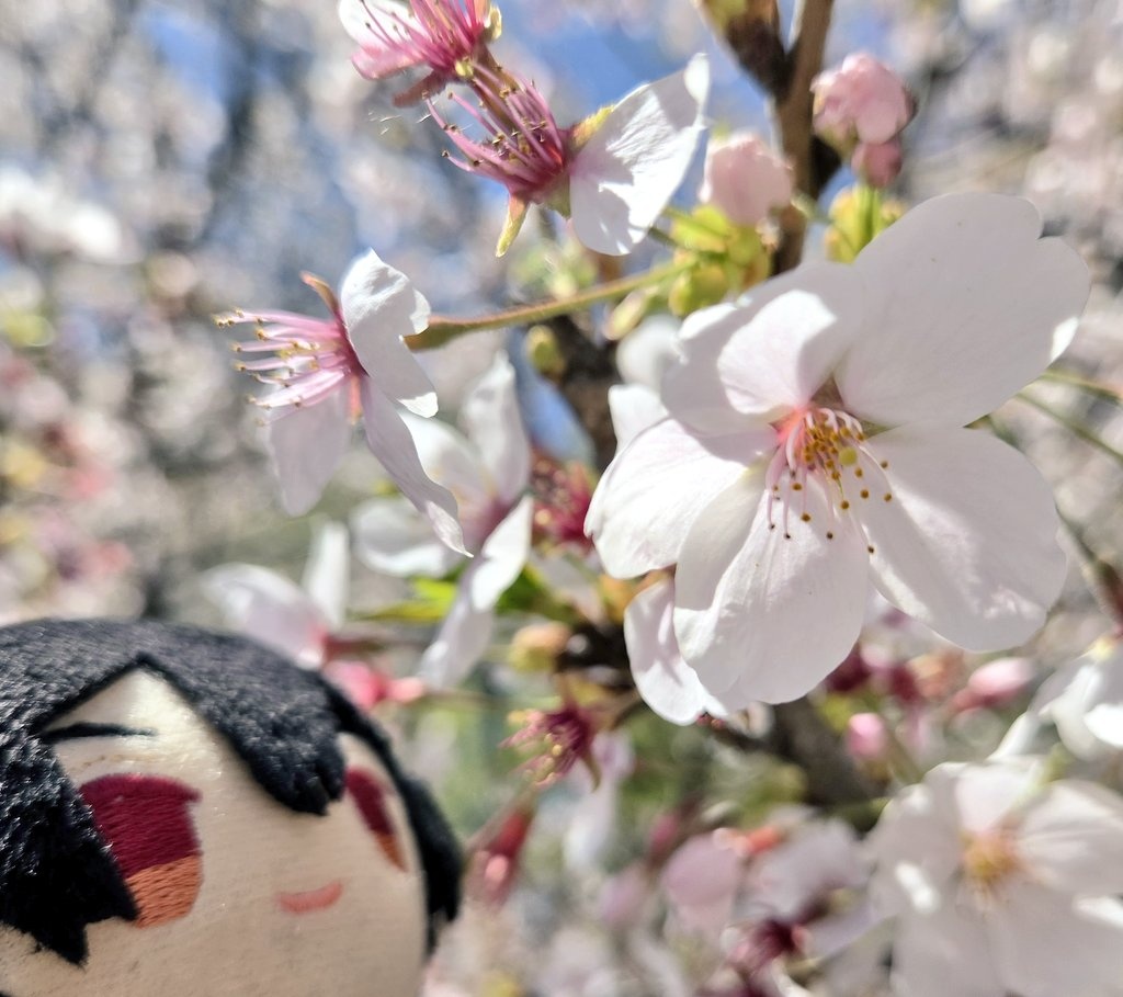 ついでに桜も見てきた🌸(*´꒳`*)
