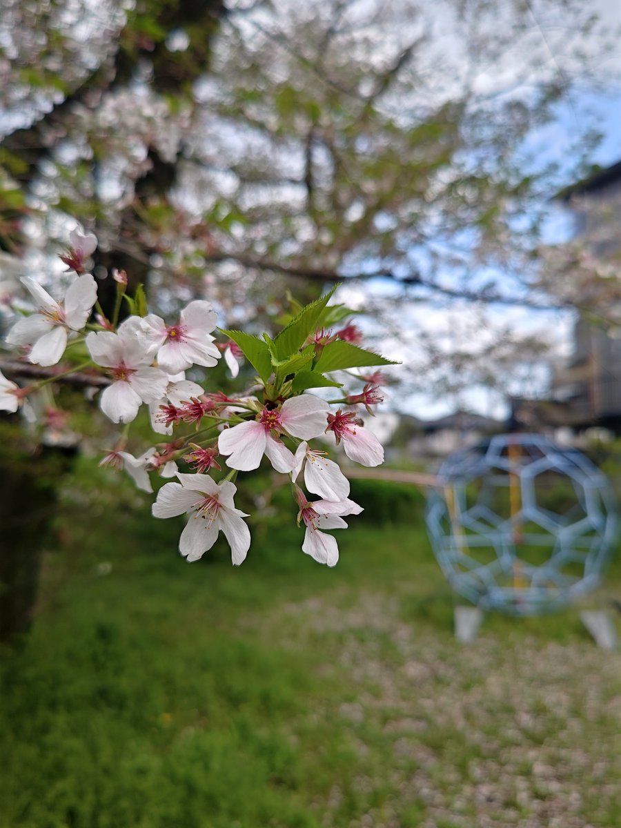 hitomihcx's tweet image. Arashiyama Children's park/嵐山児童公園/2026.04.11
#Kyoto #京都 #arashiyama #嵐山
#ArashiyamaChildrensPark #嵐山児童公園
#NearbyPark #近所の公園
#wisteria #藤
#Muscari #ムスカリ
#CherryBlossoms #桜