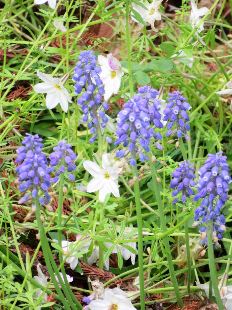 hitomihcx's tweet image. Arashiyama Children's park/嵐山児童公園/2026.04.11
#Kyoto #京都 #arashiyama #嵐山
#ArashiyamaChildrensPark #嵐山児童公園
#NearbyPark #近所の公園
#wisteria #藤
#Muscari #ムスカリ
#CherryBlossoms #桜