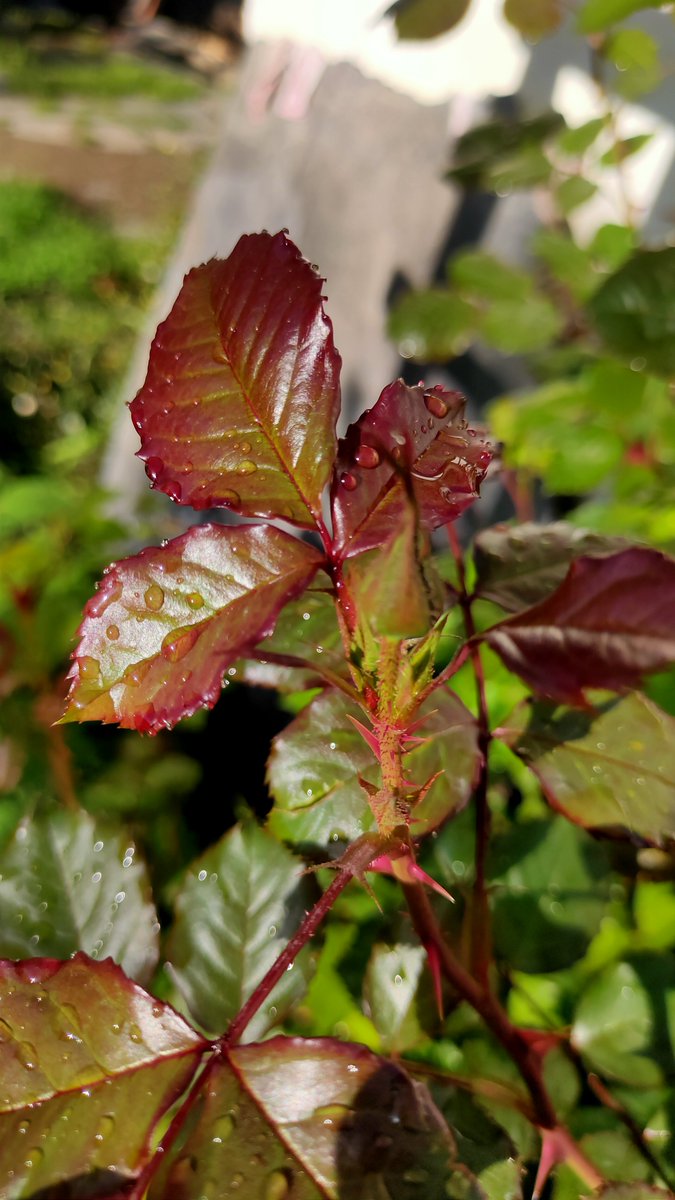 The Ηimalyan's Way tweet media