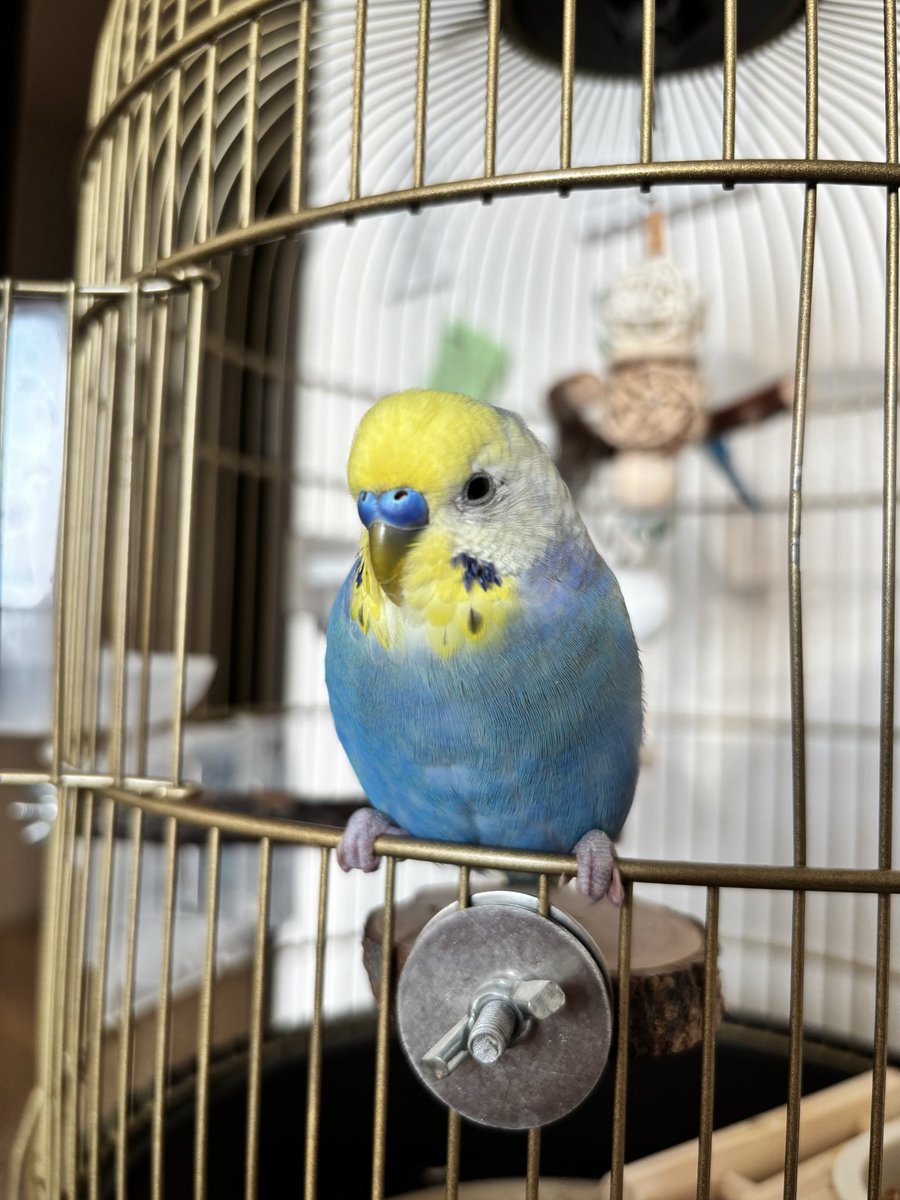 Pipihjzb's tweet photo. 2026年4月12日、13時頃、東京都豊島区駒込駅の近くでセキセイインコのピピをロストしました。
目撃情報や、もし保護いただいていたらご連絡をお願いいたします🙏🙏🙏
手乗り、食いしん坊でよく喋る子です。

#セキセイインコ #迷い鳥 #ロスト #東京 https://t.co/yygz3qJZdI