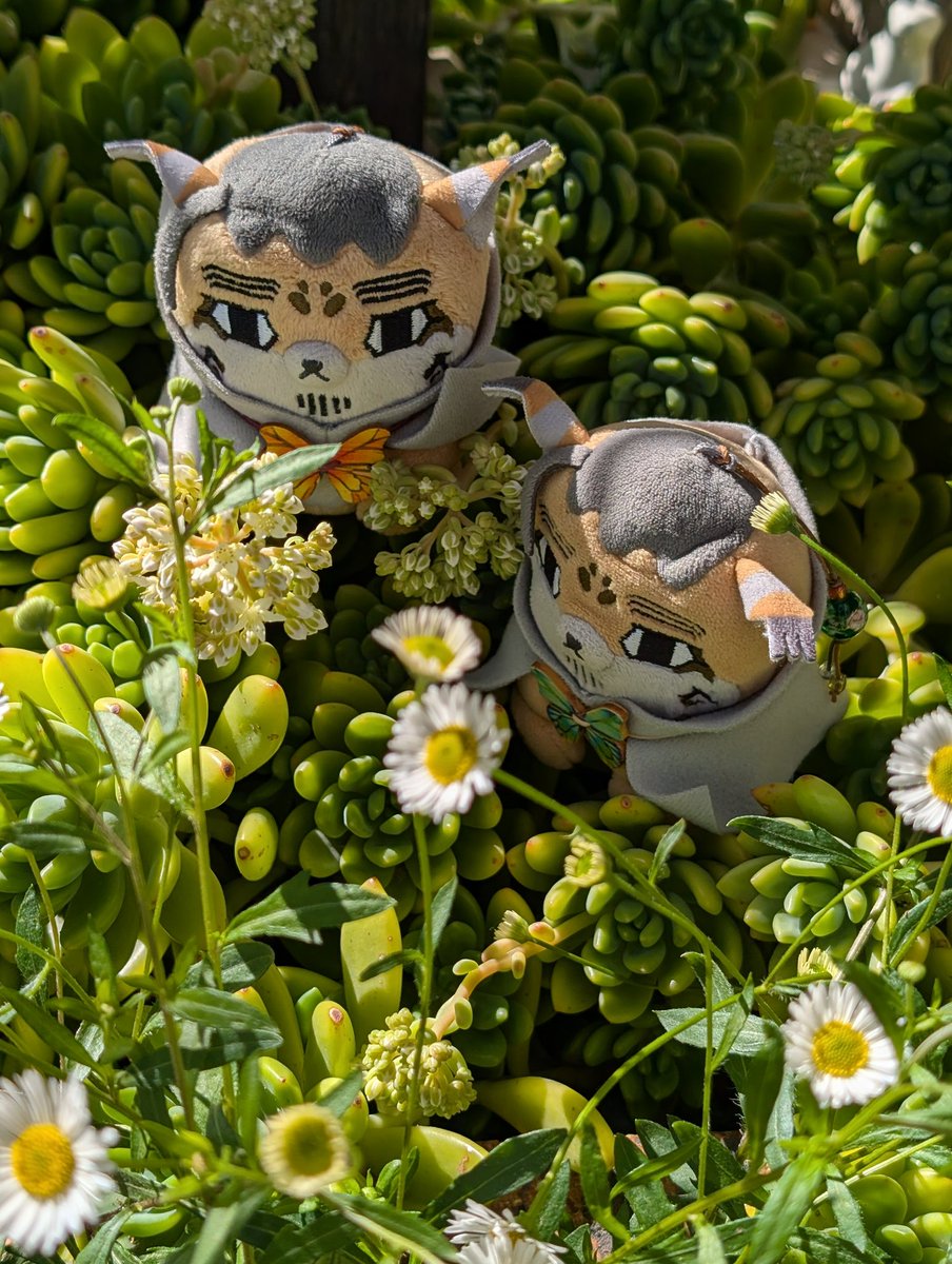 happa🌱 tweet media