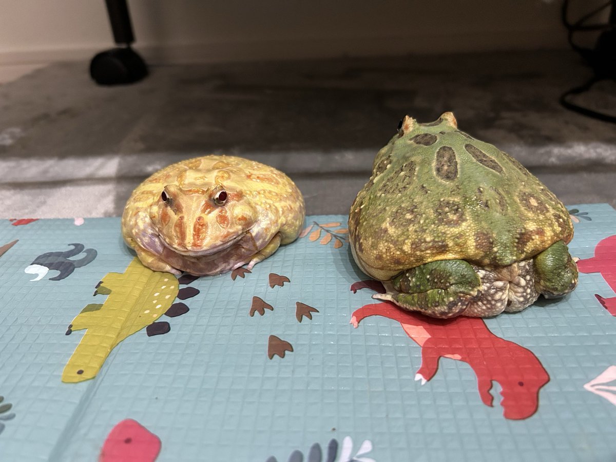 うみ@クレスとカエルとフトアゴ tweet media