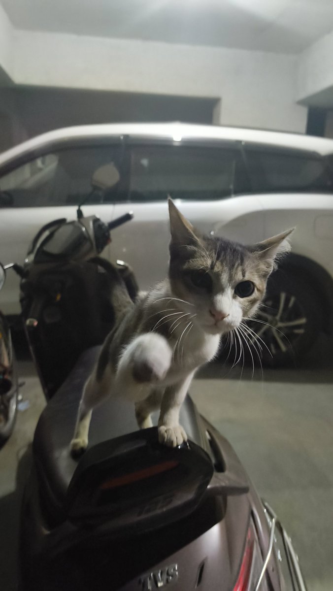 sirjohntwiitter's tweet image. #late but here's my cat