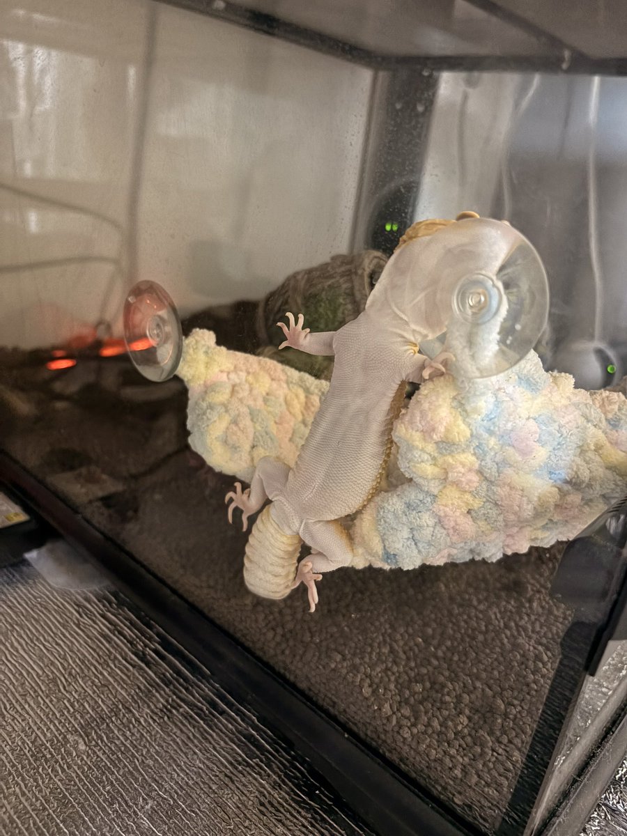 もなか tweet media