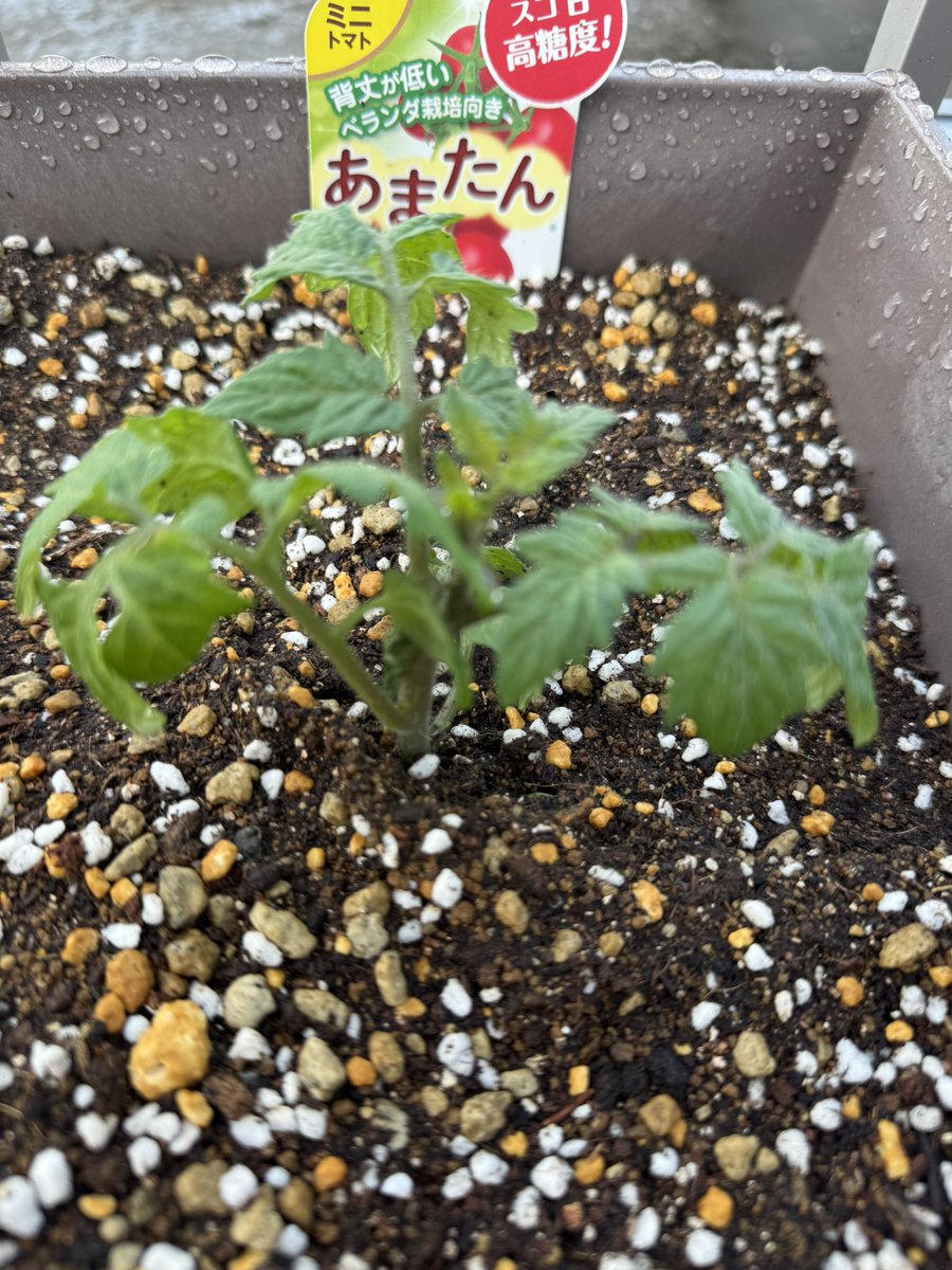 手嶋 洋介@コムソフト tweet media