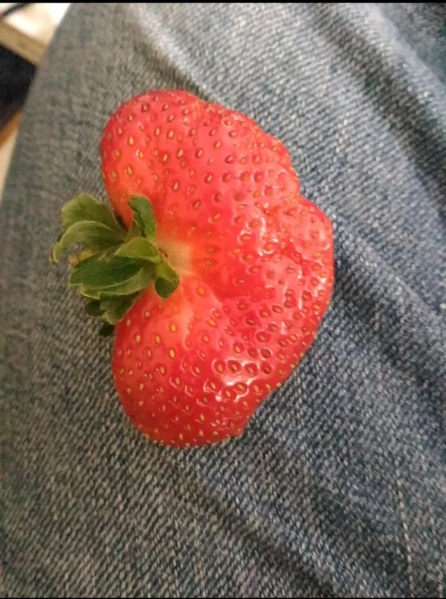dianikaam's tweet photo. Waktu kuliah saya KKN di Desa Barudua, Kabupaten Garut. Ini desa agrowisata yang produk unggulannya strawberry. Di masa jayanya, desa ini dikenal dengan sebutan desa dollar karena perputaran uang yg begitu besar dari komoditas strawberry ini.

Sayangnya di tahun 2017-2018 ada semacam virus atau jamur yg nyerang tanaman strawberry di sana. Banyak petani yg gagal panen karena pohon strawberry ya mati membusuk. Sampai saya KKN di tahun 2019 permasalahan ini belum ketemu jalan keluarnya. Padahal desa ini potensinya bagus banget.

Semoga Desa Barudua bisa kembali seperti masa jayanya dulu.