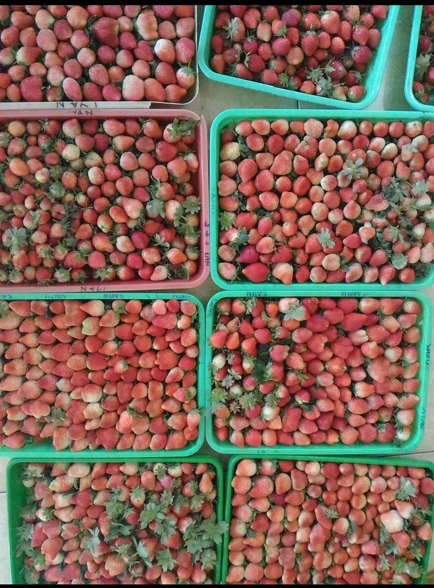 dianikaam's tweet photo. Waktu kuliah saya KKN di Desa Barudua, Kabupaten Garut. Ini desa agrowisata yang produk unggulannya strawberry. Di masa jayanya, desa ini dikenal dengan sebutan desa dollar karena perputaran uang yg begitu besar dari komoditas strawberry ini.

Sayangnya di tahun 2017-2018 ada semacam virus atau jamur yg nyerang tanaman strawberry di sana. Banyak petani yg gagal panen karena pohon strawberry ya mati membusuk. Sampai saya KKN di tahun 2019 permasalahan ini belum ketemu jalan keluarnya. Padahal desa ini potensinya bagus banget.

Semoga Desa Barudua bisa kembali seperti masa jayanya dulu.