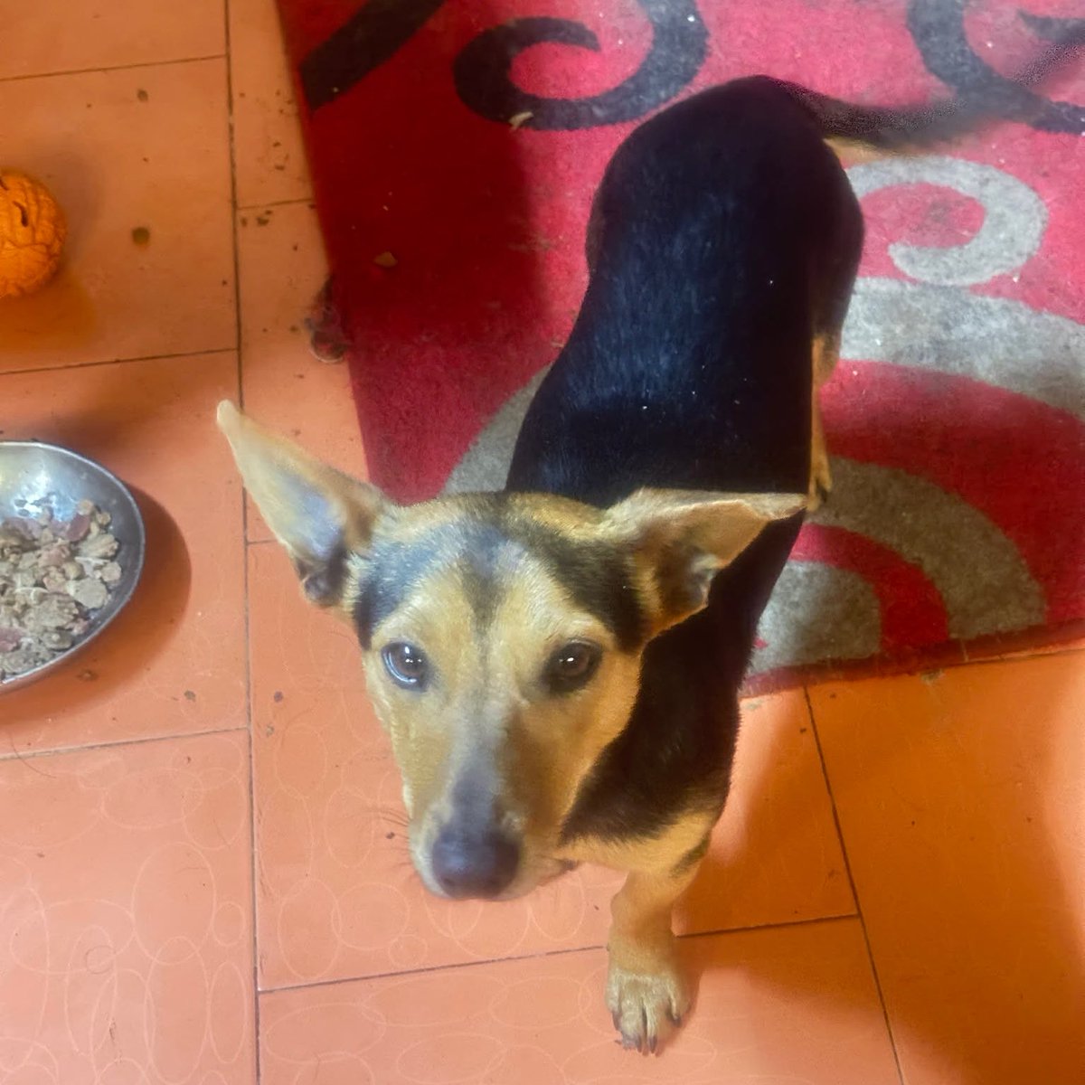 The next absolute sweetheart who has the chance to leave Romania behind is little Flexy. He has £65 in his pot already. He needs another £195 if you can help 🙏🙏 tinyurl.com/DogBusFares ❤️