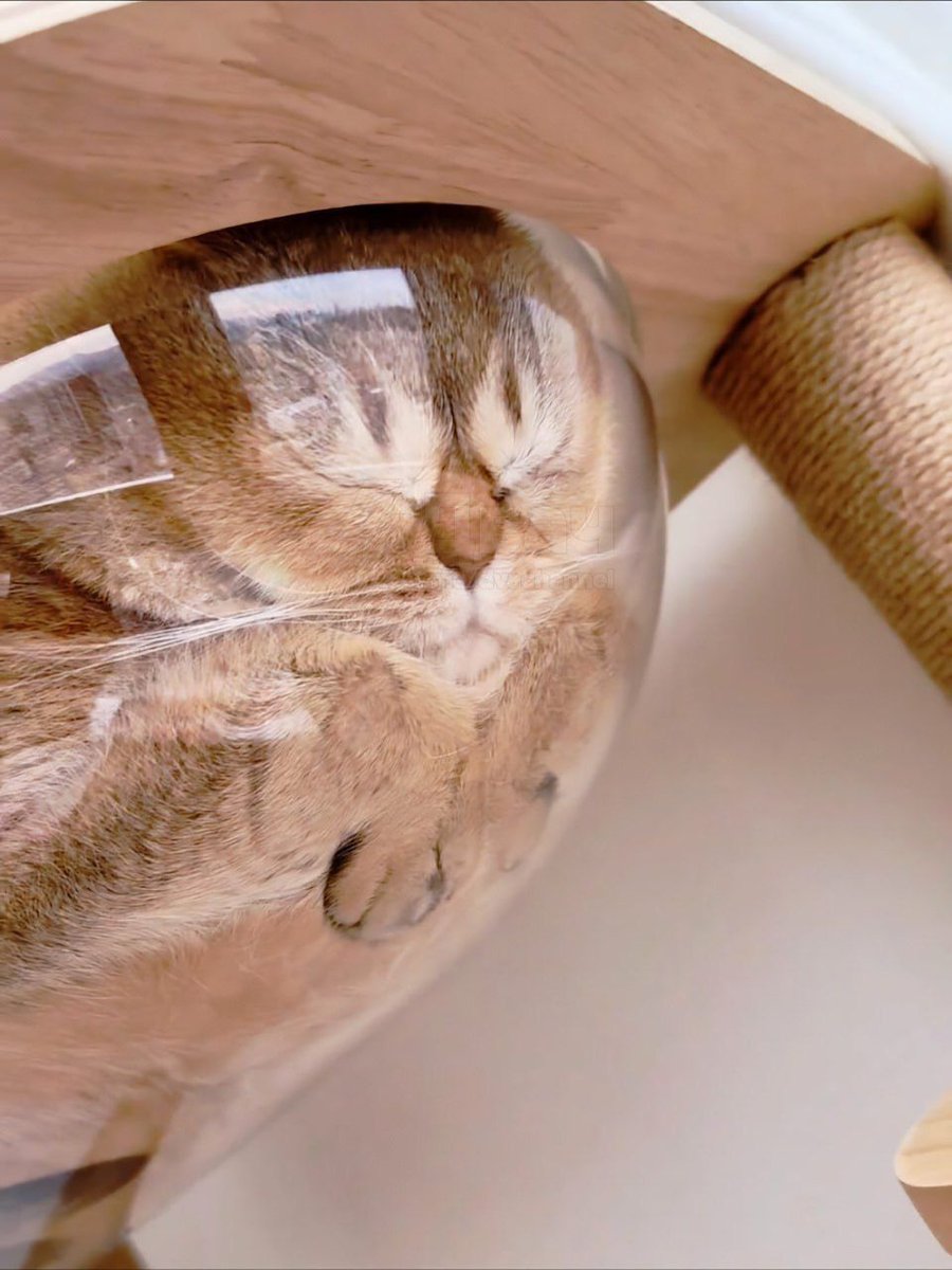 horse dentist tweet media