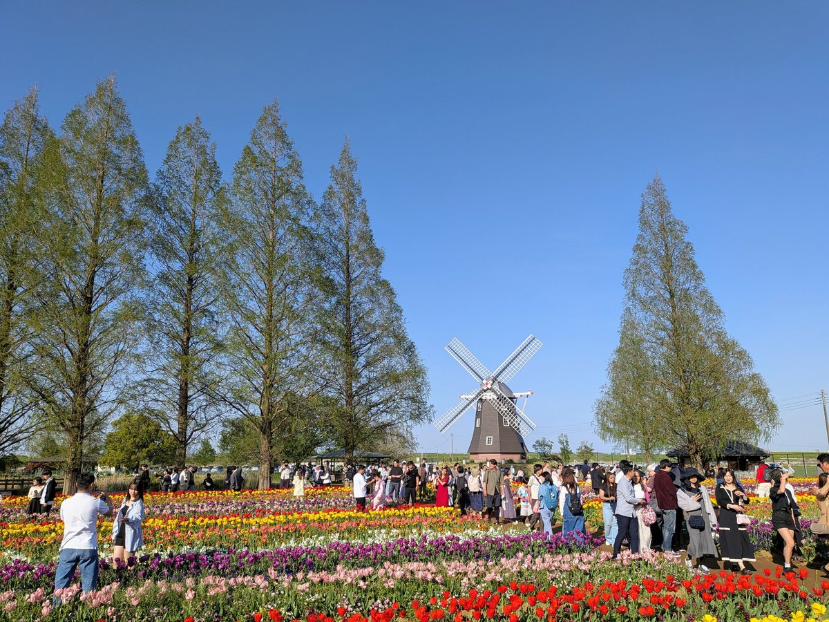 高屋ちひろ@ヴァイオリン製作 tweet media