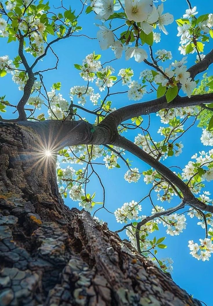 صباح الخير ☀️🩵🌱