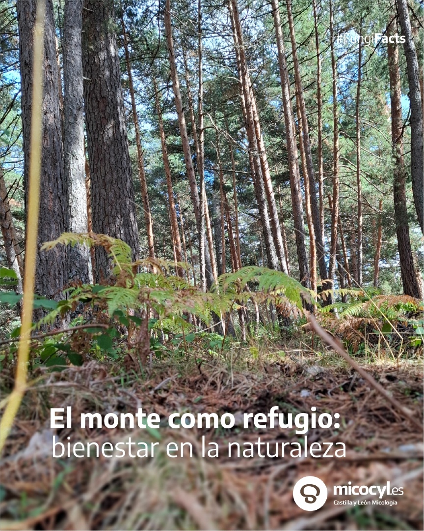 Programa Micocyl tweet media