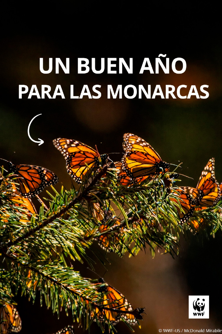 WWF España 🐼 tweet media