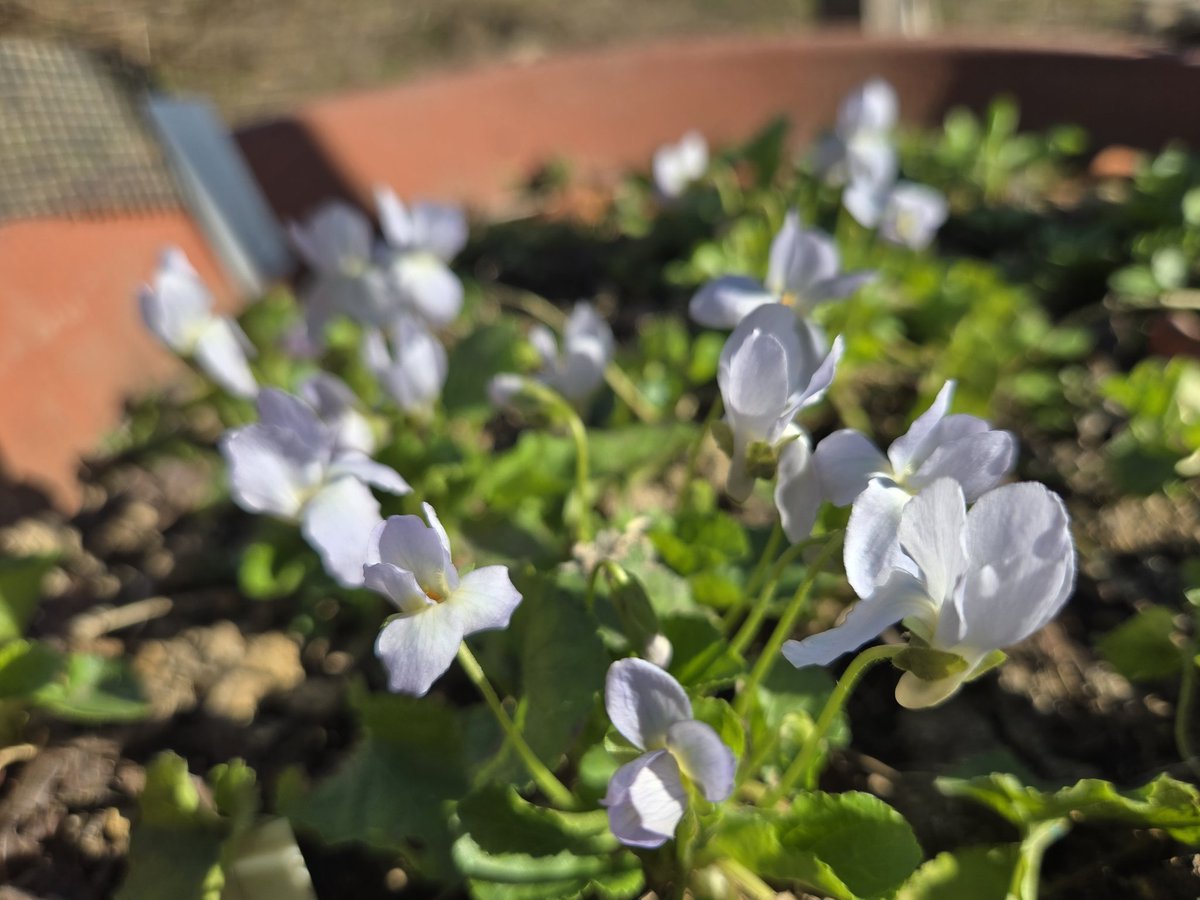 Merry Berries tweet media