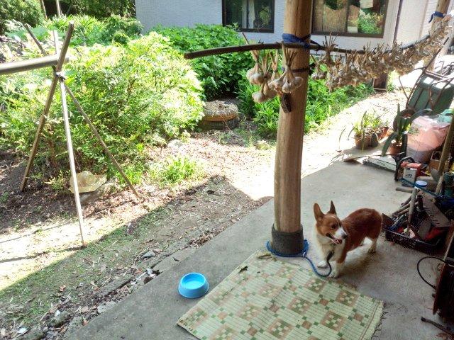 hemuice's tweet photo. @alphyna 随分昔のものですが……
日本の夏と1匹の犬です。

もっと散歩に行きたくて仕方なく画面右にいる家族にアピールしてますが、日本の夏は昼間クソ暑いので断られてます。本人も暑いので日陰で大人しく従ってます。 https://t.co/6dJphiGF2s